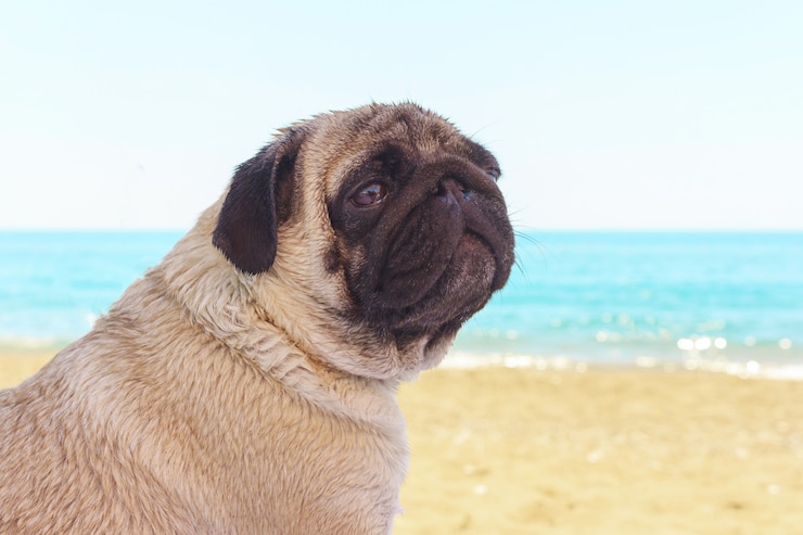 Photo 悲しいパグ犬はビーチに座って、海を見ます。