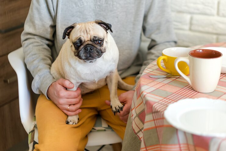 台所で飼い主のひざに座っている悲しいパグ犬。犬の選択と集中。