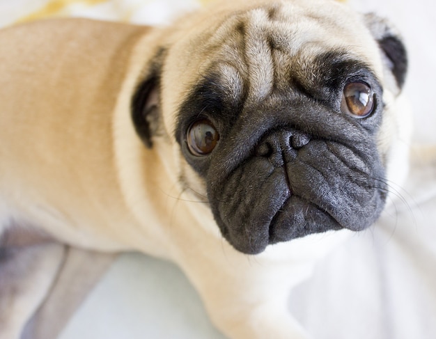 Sad pug laying on the bed