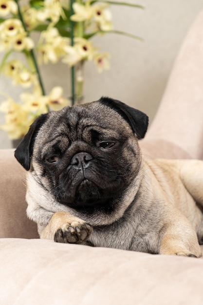 Photo a sad pug lies on the couch and looks away