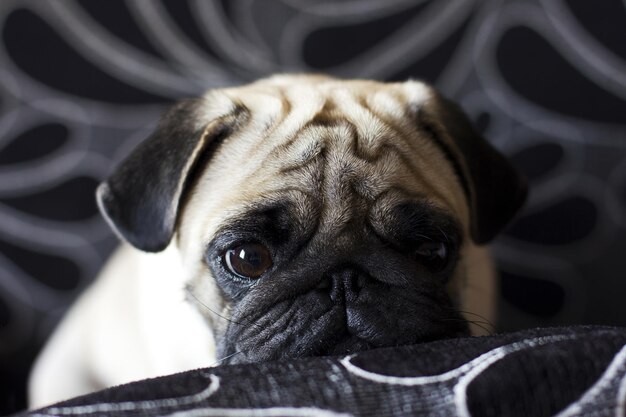 Photo sad pug with big eyes