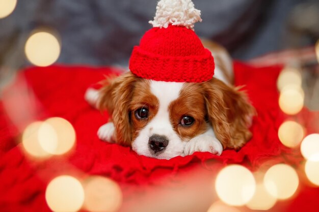 Sad puppy of beautiful brown white Cavalier King Charles Spaniel in a red santa hat on red background