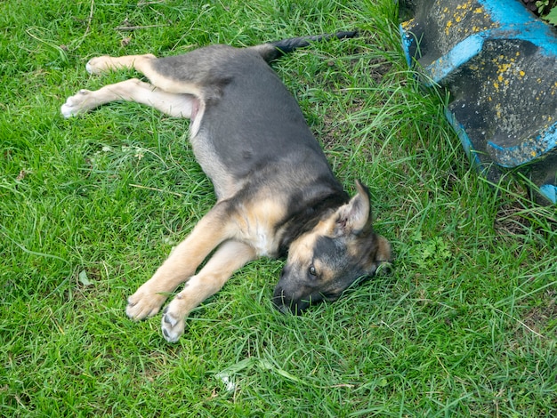 Грустный щенок, лежащий на зеленой траве в солнечный день летом