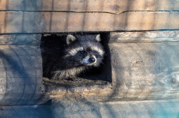 A sad raccoon, living in a cage in a zoo