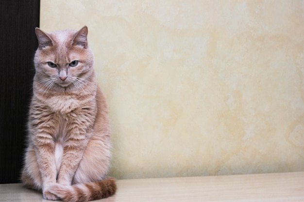 Un triste gatto rosso seduto con la testa bassa e le sopracciglia aggrottate.