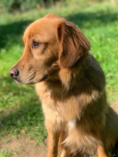 Грустная рыжая собака золотистого ретривера очень красиво в лучах солнышка смотрит и думает