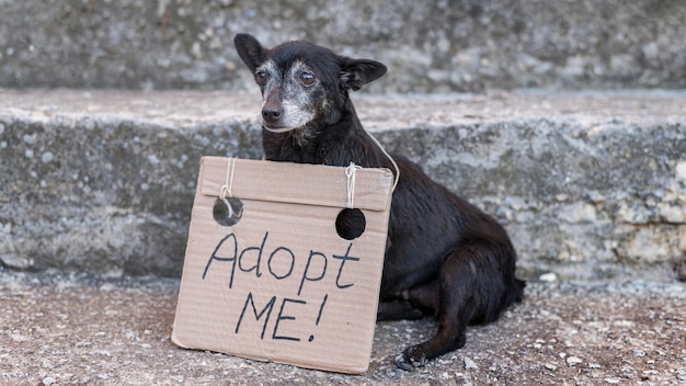 Sad rescue dog with adopt me sign at shelter