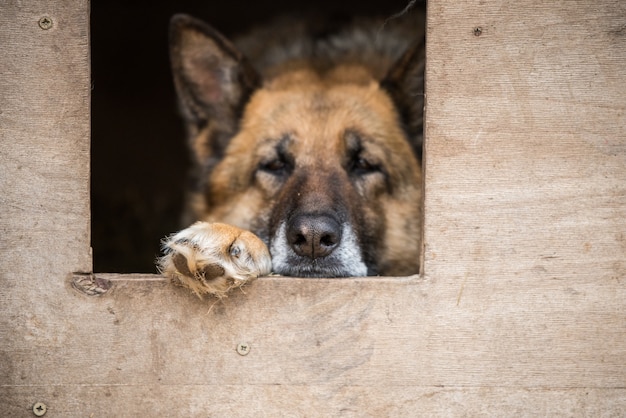 Sad shepherd dog dog on a chain sitting in a booth on the\
street. dog with sad eyes. dog on a chain. watchdog