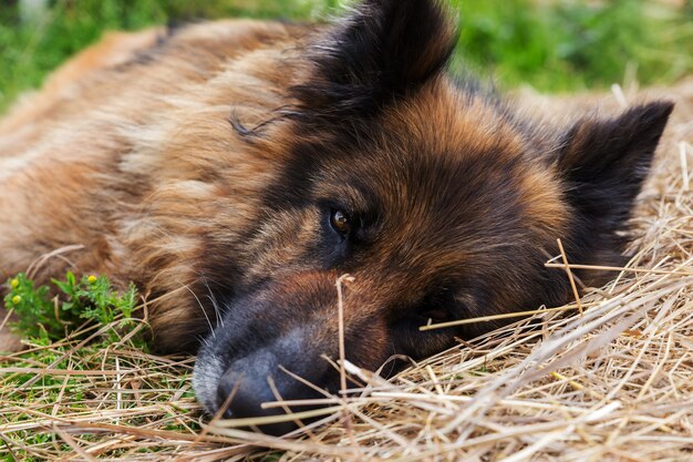 A sad sick dog lies in the hay. German shepherd dog.