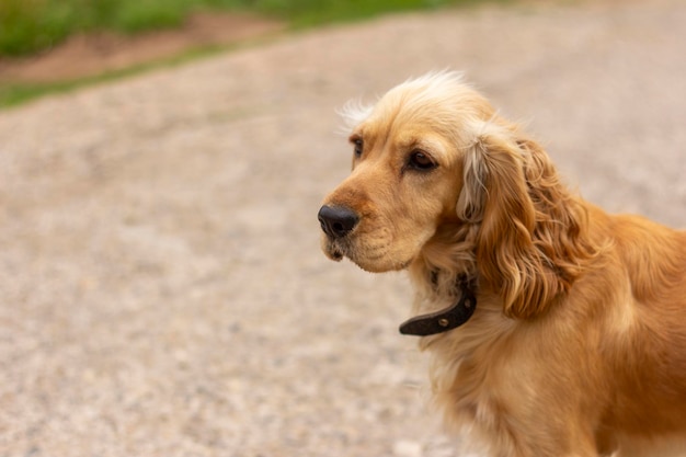 A sad spaniel dog is sitting on the road and waiting for its owner.