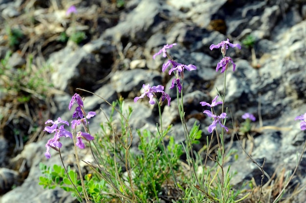 マティオラ・フルーティキュロサ (Matthiola fruticulosa) は,岩の上で育つ植物です