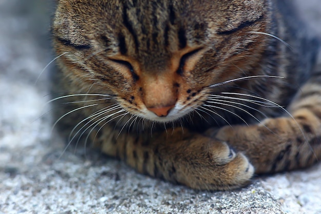 悲しい野良猫、少し惨めな捨て猫