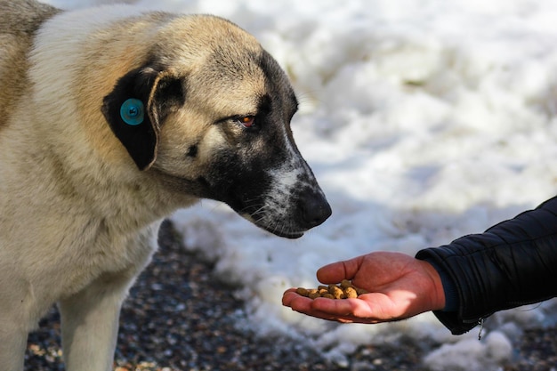 Sad stray dog eats food, man feeds stray dog.