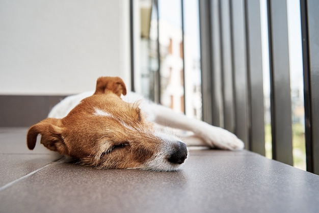 Sad tired dog on the floow sleeping jack russell terrier