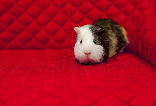 Sad tricolor guinea pig sitting on red sofa cute pet looking at camera