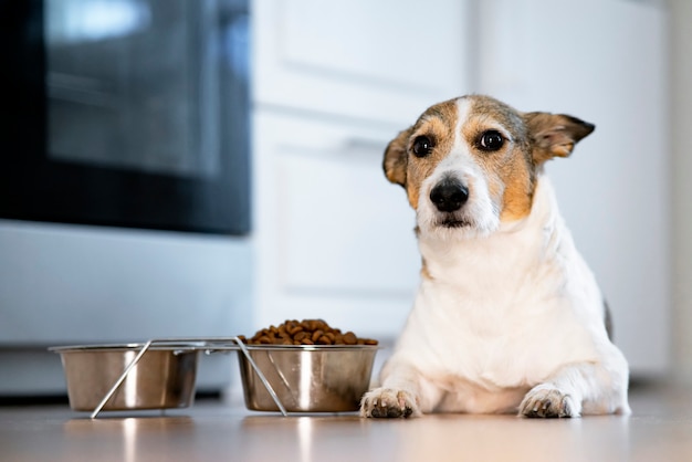 Sad unhappy dog lies in front of a bowl of dry food concept of refusal to eat food for pets veterina...