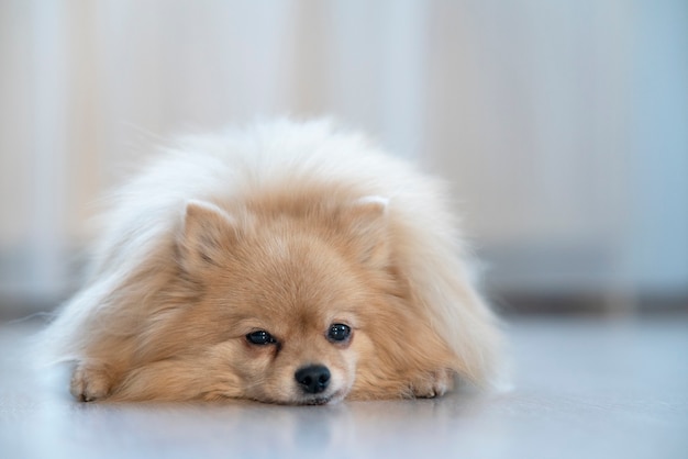 Sad upset little Pomeranian Spitz dog is lying on a floor at home, in the house, suffering.