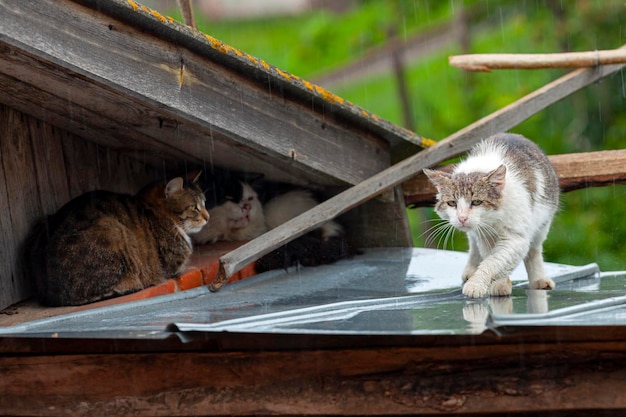 悲しい村の猫が雨の中で屋根の上を歩く