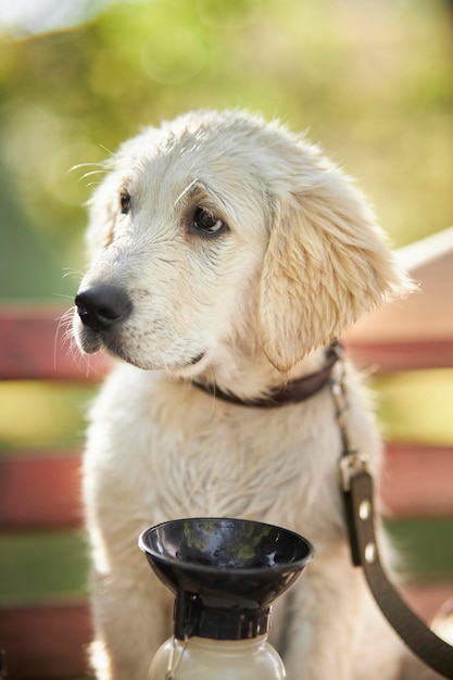 sad wet puppy of a golden retriever and a dog drinker, the puppy does not want to drink water.