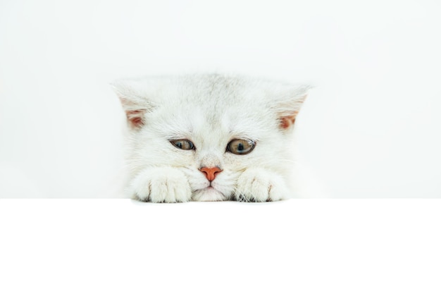 Sad white British kitten