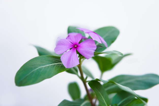 Premium Photo | Sada bahar flower everblooming blossom with depth of field