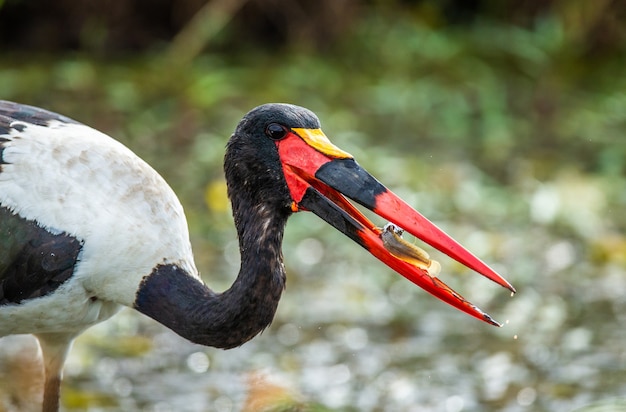 Saddle-billed Stork catches a small fish in a small pond in the savannah