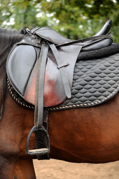 Saddle with stirrups on a of a horse