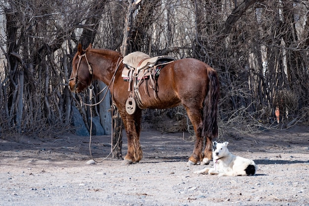 Оседлал лошадь аргентинского гаучо рядом с отдыхающей собакой.