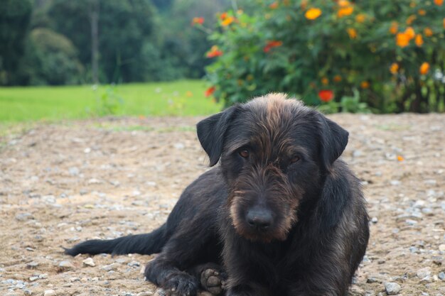 悲しみ犬の汚い水を食べる食べ物や誰かが彼らに愛を与え、目を見ている