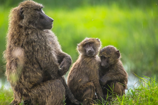 Safari by car in the Nakuru National Park in Kenya, Africa. A family of apes cleaning each other's fleas