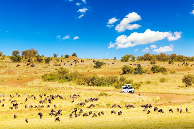 Safari concept. Safari car with wildebeests and zebras in african savannah. Masai Mara national park, Kenya.