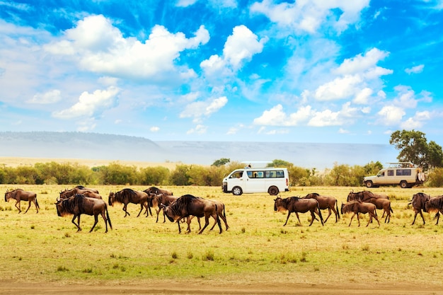사파리 개념입니다. 위대한 마이그레이션 동안 아프리카 사바나에서 누우와 사파리 자동차. 케냐 마사이 마라 국립공원. 아프리카의 야생 동물.