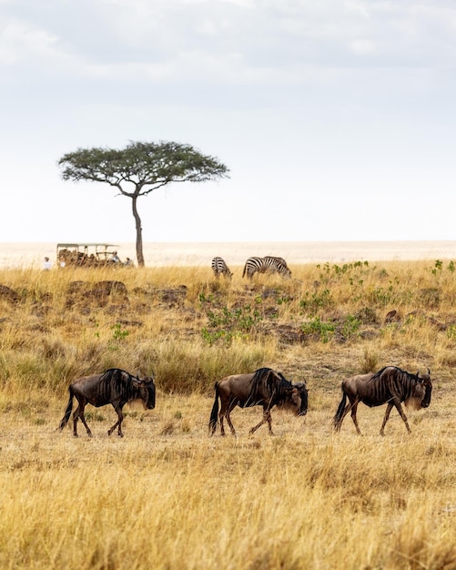 Wildebeest와 Zebra가 있는 사파리 드라이브