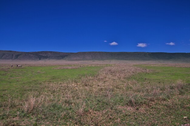 Safari in Kenia en Tanzania, Afrika