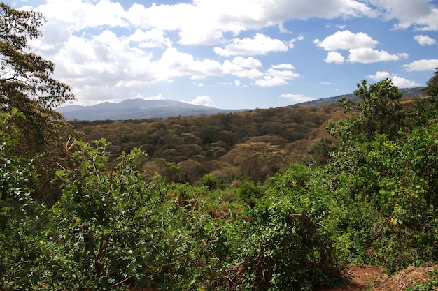 Safari in Kenia en Tanzania, Afrika