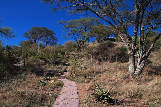 Сафари в Кении и Танзании, Африке