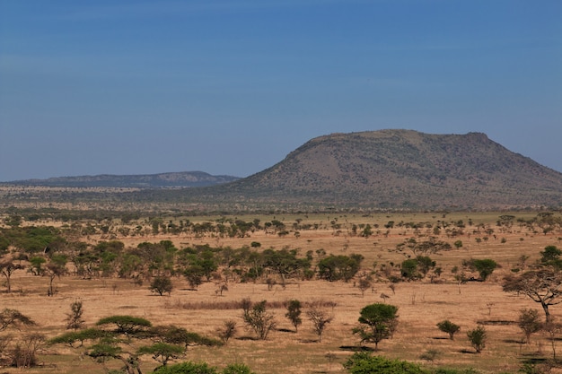 Safari in Kenia and Tanzania, Africa