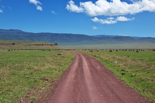 Safari in Kenia and Tanzania, Africa