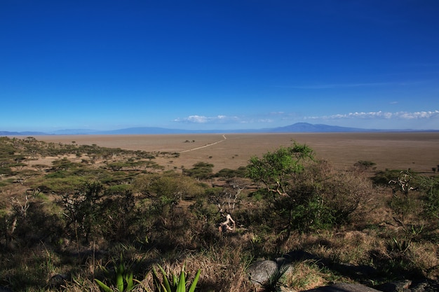 Safari in Kenia and Tanzania, Africa