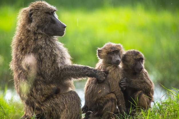 Safari met de auto in het Nakuru National Park in Kenia, Afrika. Een familie van apen die elkaars vlooien schoonmaken