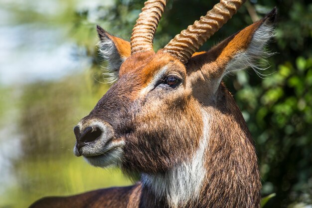 Safari met de auto in het Nakuru National Park in Kenia, Afrika. Een kostbare antilope