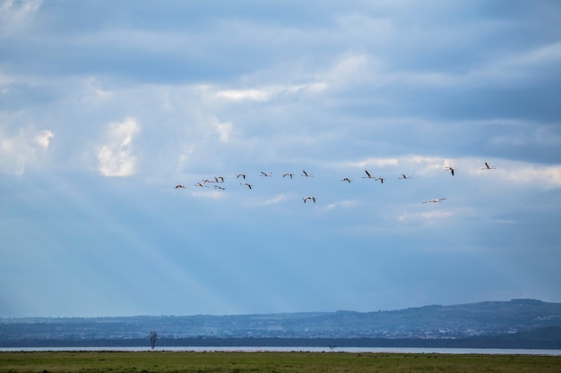 Safari met de auto in het Nakuru National Park in Kenia, Afrika. Roze flamingo's die over het meer vliegen