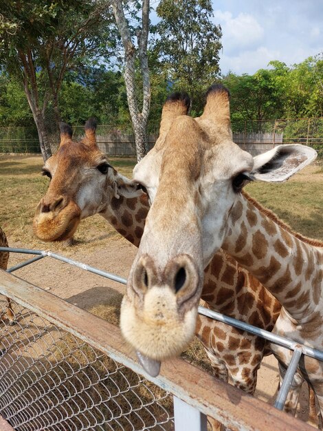 Photo safari zoo in suan phueng