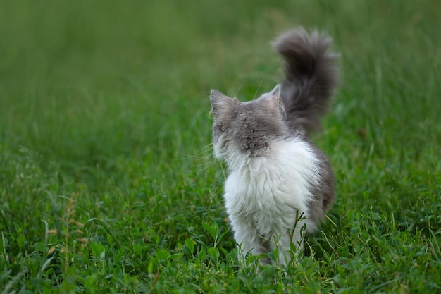 Safe space for the pets first walk outside Surprised cat is outside in the garden for the first time