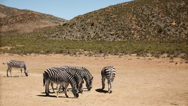 数の安全性アフリカの平原でのシマウマのショット