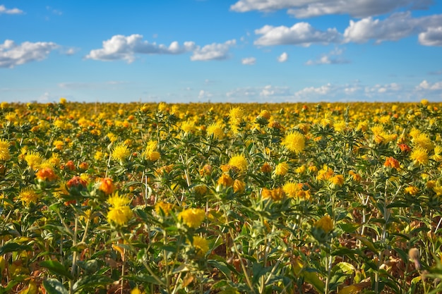 Saffloerveld, veel saffloer, veld met gele stekelige bloemen, Carthamus tinctoriu