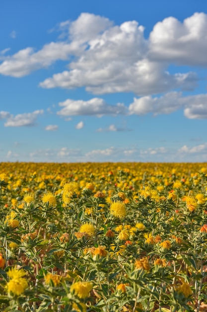 Safflower field, field of yellow prickly flowers