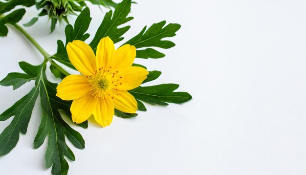 Safflower on the white background