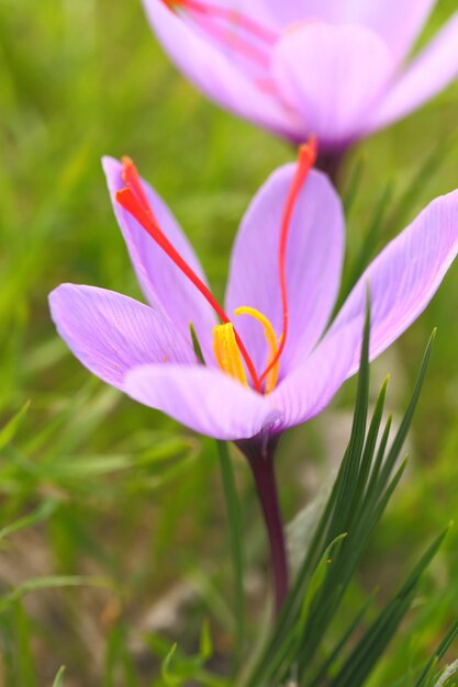 Foto saffraan bloemen op het veld