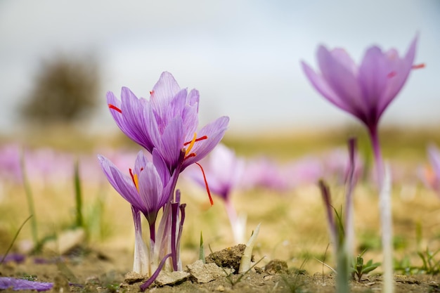 Saffraan crocus bloemen op de grond Delicate paarse plant veld